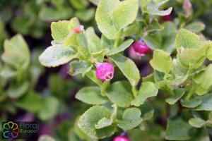 Vaccinium myrthillus (1200 x 801)9